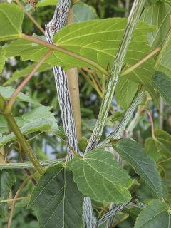 Acer davidii Viper - Erable de David