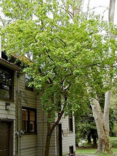 Acer davidii - Érable à peau de serpent