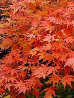 Érable du Japon de semis