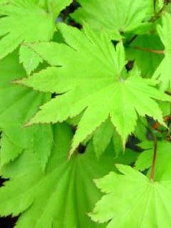 Érable du japon doré 'Jordan'