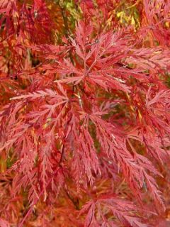 Érable du Japon 'Emerald Lace'