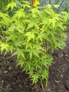 Érable du Japon 'Going Green'