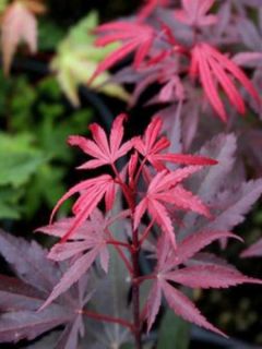 Érable du Japon 'Shaina'