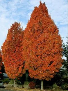 Érable plane colonnaire 'Columnare'