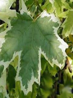 Erable plane - Acer platanoides Drummondii