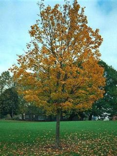 Acer platanoides - Érable plane