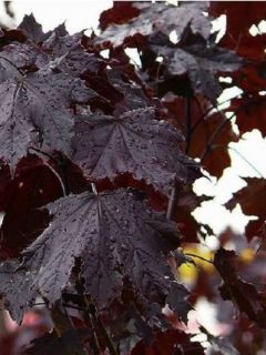 Acer platanoides Royal Red - Érable plane