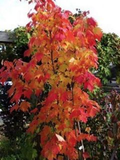 Érable rouge 'Scanlon'