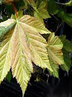Érable sycomore Leopoldii - Acer pseudoplatanus