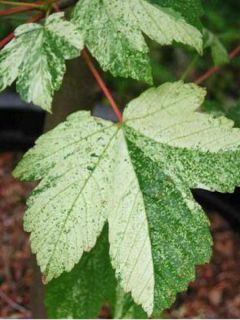 Érable sycomore Leopoldii - Acer pseudoplatanus