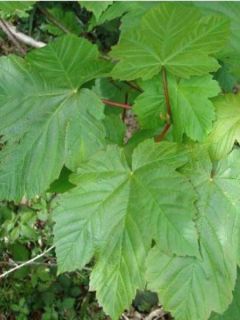 Érable sycomore - Acer pseudoplatanus