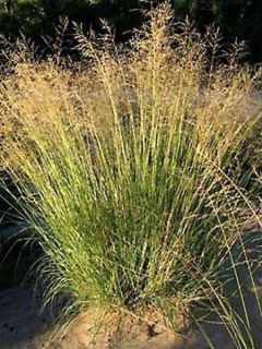 Eragrostis curvula - Herbe d'amour