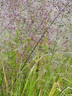Eragrostis trichodes - Herbe d'amour