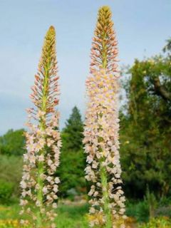 Eremurus Robustus, Lis des steppes