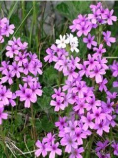 Erinus alpinus Dr Hälne - Erine des Alpes
