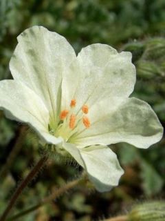 Erodium chrysanthum