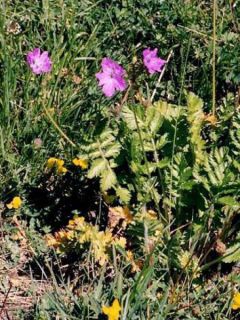 Érodium de Manesceau