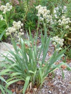 Eryngium yuccifolium, Panicaut