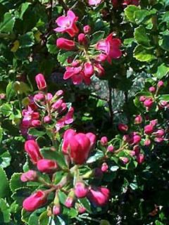 Escallonia  'Dart's Rosyred'