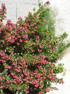 Escallonia macrantha 'Rubra'