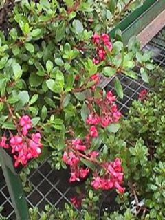 Escallonia hybride Red Dream