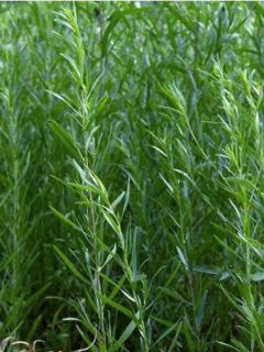 Estragon - Artemisia dracunculus