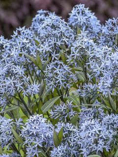 Amsonia tabernaemontana Storm Cloud