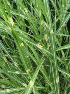 Miscanthus sinensis Etincelle - Roseau de Chine