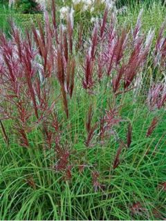 Eulalie, Roseau de Chine 'Red Chief'