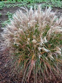 Eulalie, roseau de Taïwan 'Aperitif'