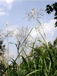 Miscanthus saccharifolius - Roseau de Chine
