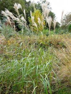 Eulalie transmorissonensis