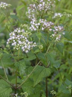 Eupatoire à feuilles molles