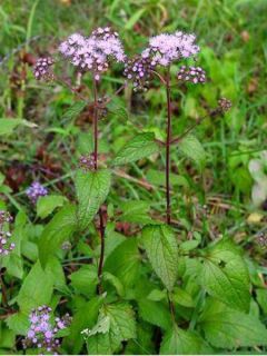 Eupatoire à port d'Ageratum