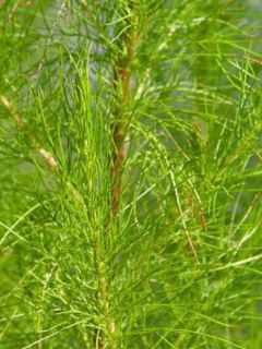 Eupatoire 'Elegant Plume'