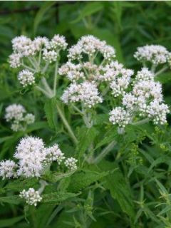 Eupatoire perfoliée