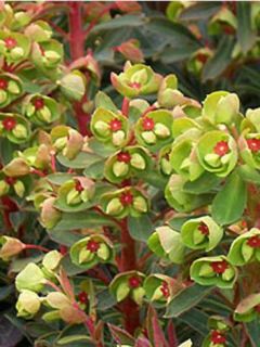 Euphorbe de Martin 'Baby Charm'