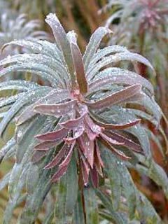 Euphorbia characias Purple and Gold - Euphorbe