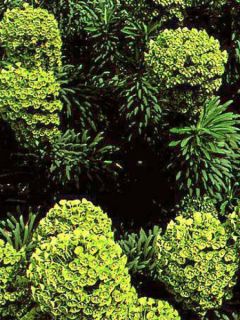 Euphorbe des vallons wulfenii