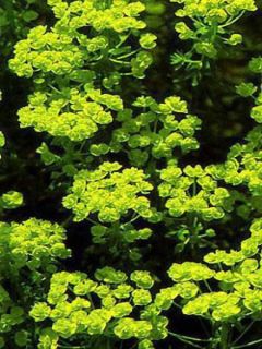 Euphorbe petit-cyprès