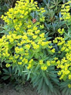 Euphorbe schillingii