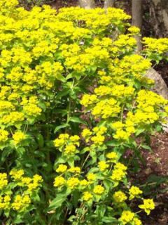 Euphorbia wallichii - Euphorbe