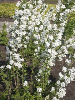Exochorda 'Magical Springtime'