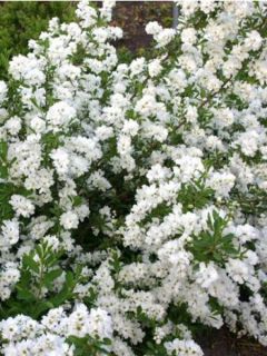 Exochorda racemosa 'Niagara'