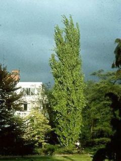 Fagus sylvatica 'Dawyck'