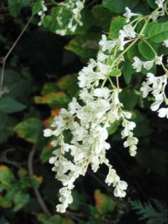 Fallopia aubertii Fallopia aubertii