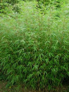 Fargesia nitida 'Gansu'