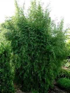 Fargesia nitida 'Great Wall'