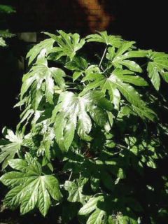 Fatsia du Japon