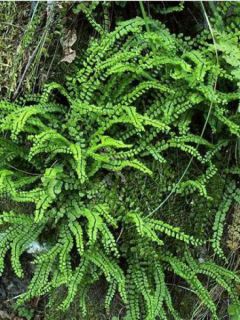 Fougère, Fausse capillaire - Asplenium trichomanes